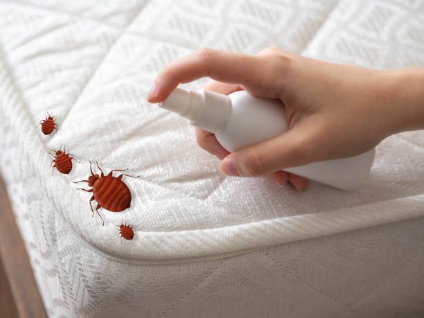 Best Flea Control Services  in Stanberry, MO