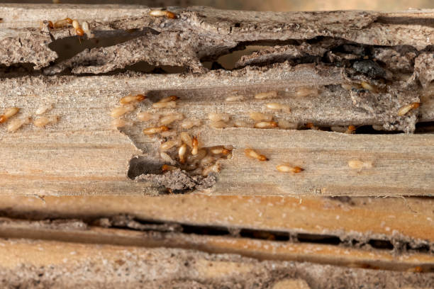 Best Commercial Pest Control Services  in Stanberry, MO